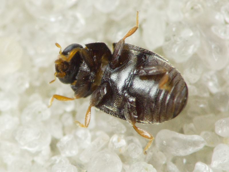 Scymniscus biflammulatus (Motschulsky, 1837)